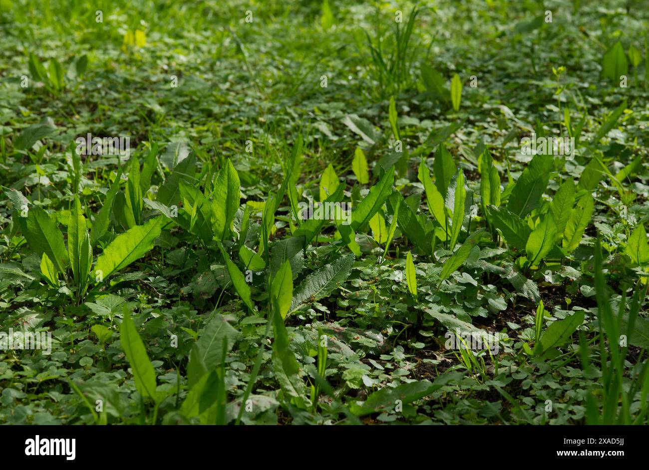 Sorrel (Rumex acetosa) Stockfoto
