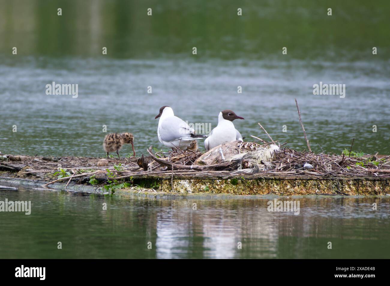 Ein Paar Schwarze Möwen, die sich um ihre drei Küken kümmern. Die Küken wurden auf einer kleinen schwimmenden Plattform an einem der Lackford Lakes 2 geschlüpft Stockfoto