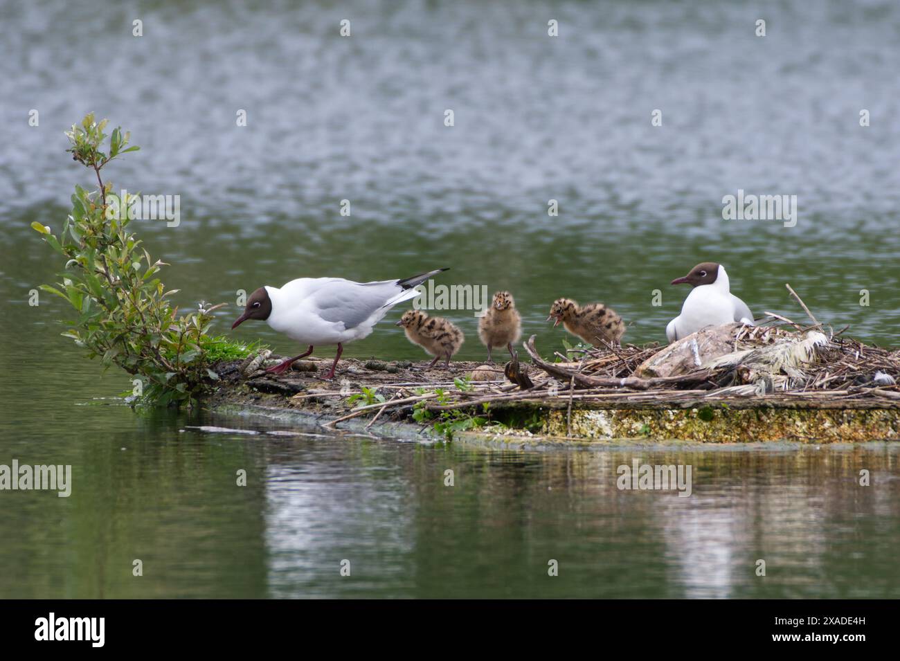 Ein Paar Schwarze Möwen, die sich um ihre drei Küken kümmern. Die Küken wurden auf einer kleinen schwimmenden Plattform an einem der Lackford Lakes 4 geschlüpft Stockfoto