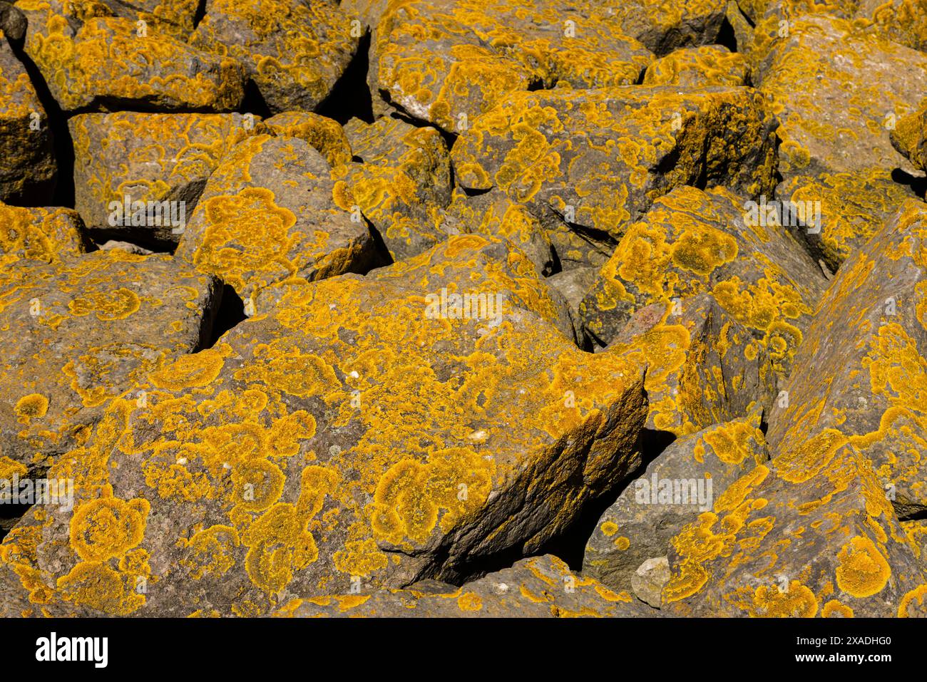 Xanthoria parietina, eine Laubflechte, die auf Felsen und Bäumen üblich ist. Severn Beach, South Gloucestershire, England. Stockfoto