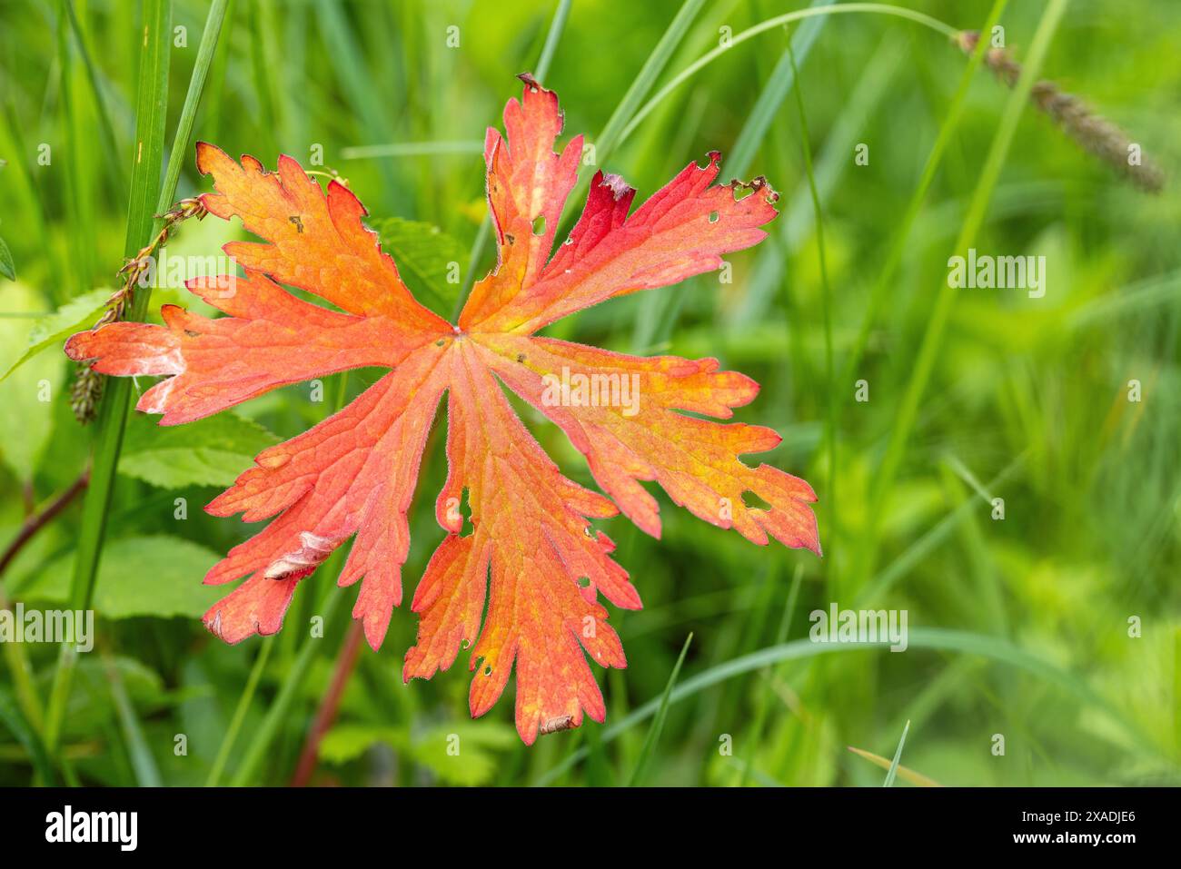 Leaf, Meadow Cransebill, Geranium pratense, Monmouthshire/Herefordshire Border, Großbritannien. Juni Stockfoto