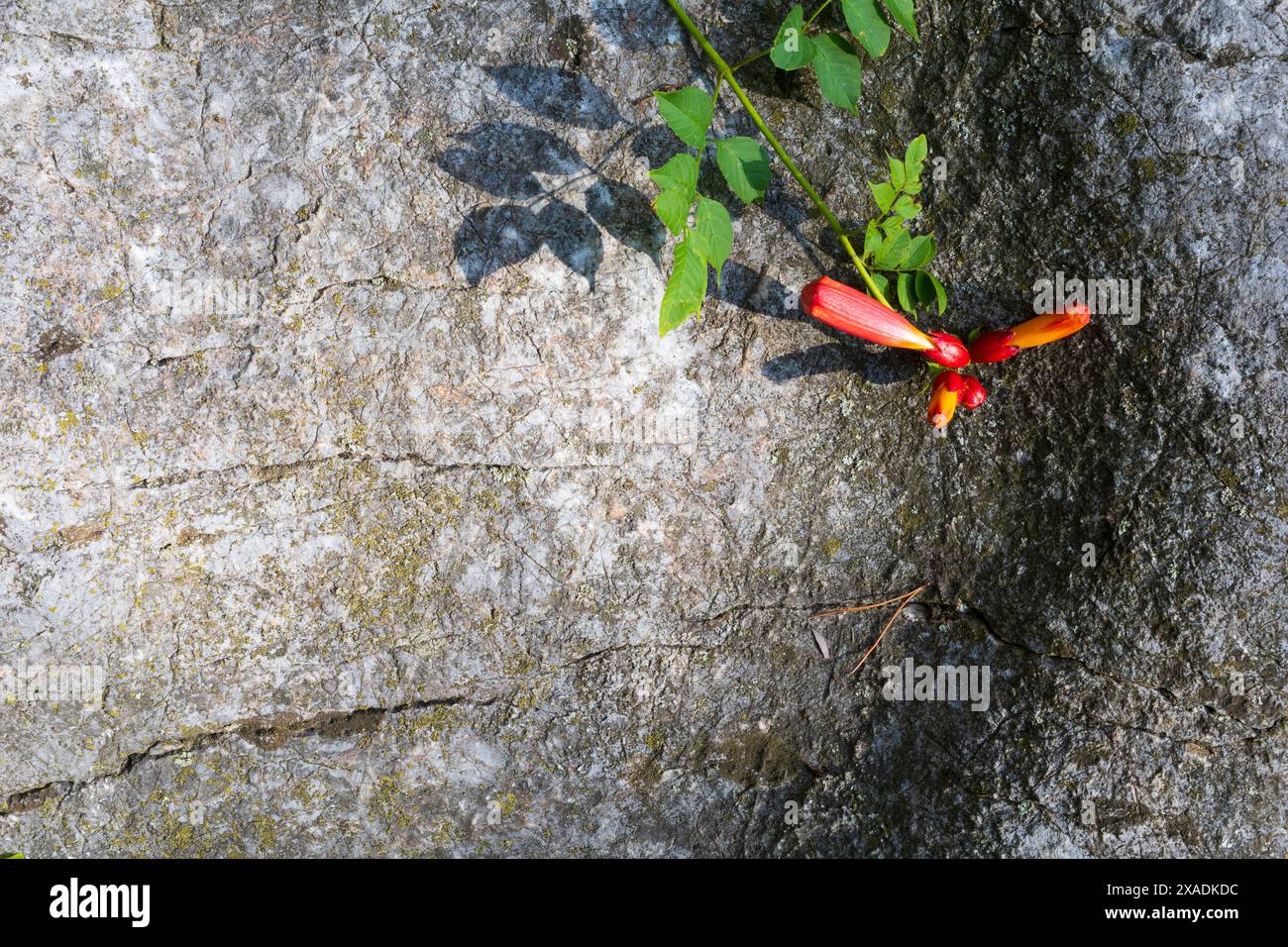 Nahaufnahme eines Campsis-Zweiges mit grünen Blättern und roten gelben Blütenknospen auf einem großen grauen Granitfelsen Stockfoto