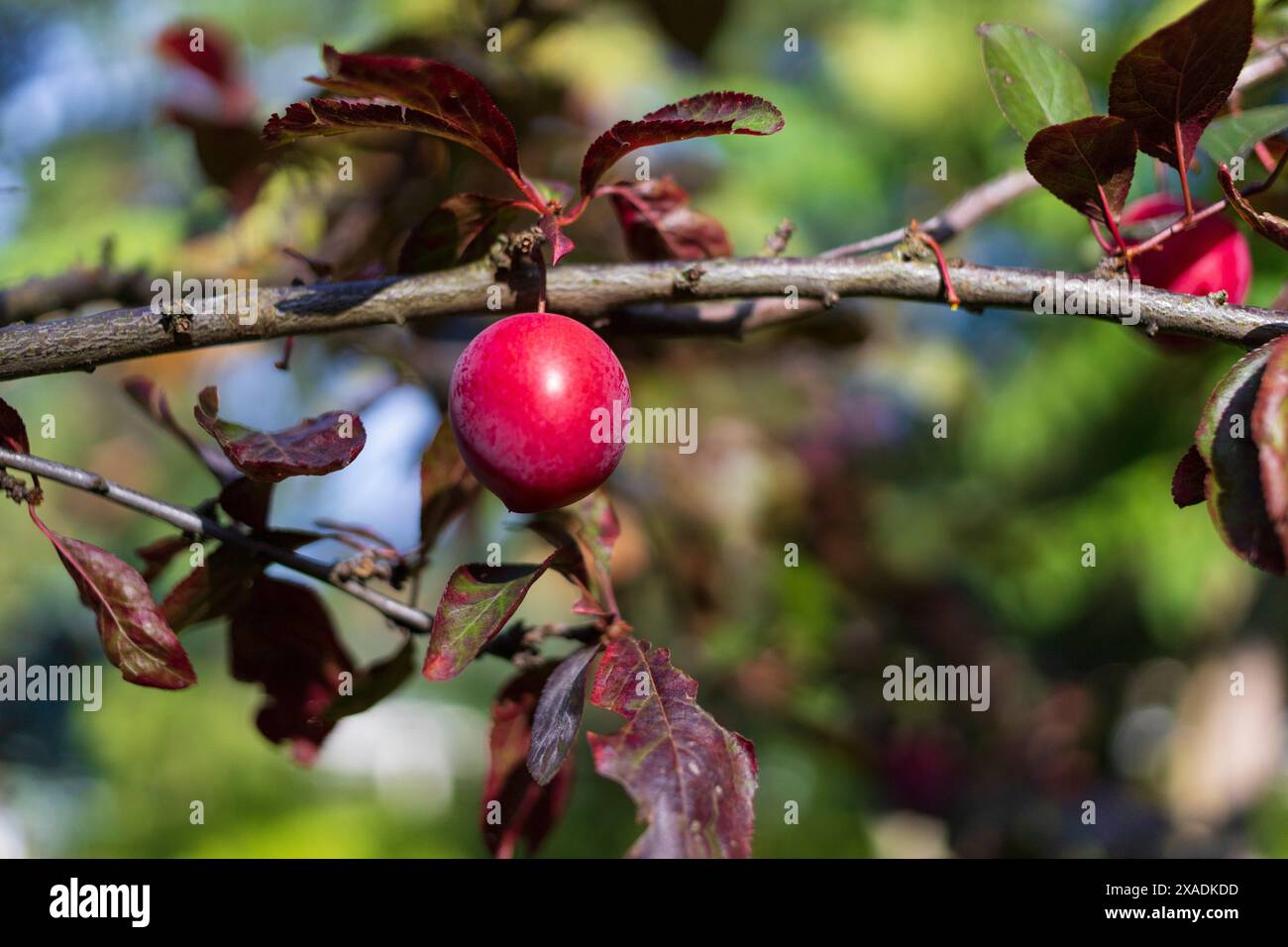 Nahaufnahme eines Kirschpflaumenzweigs mit roten Früchten und roten grünen Herbstblättern auf einem verschwommenen Hintergrund Stockfoto