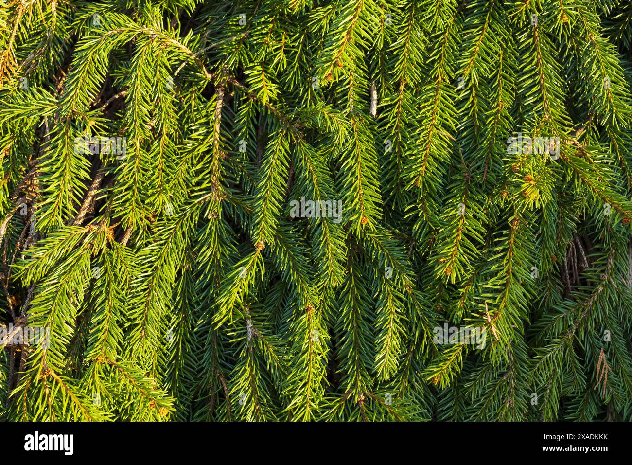 Nahaufnahme einer immergrünen Fichtenzweignadeln Stockfoto