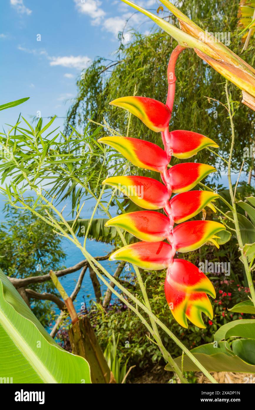 Hanging Hummer Claw - Heliconia rostrata Stockfoto