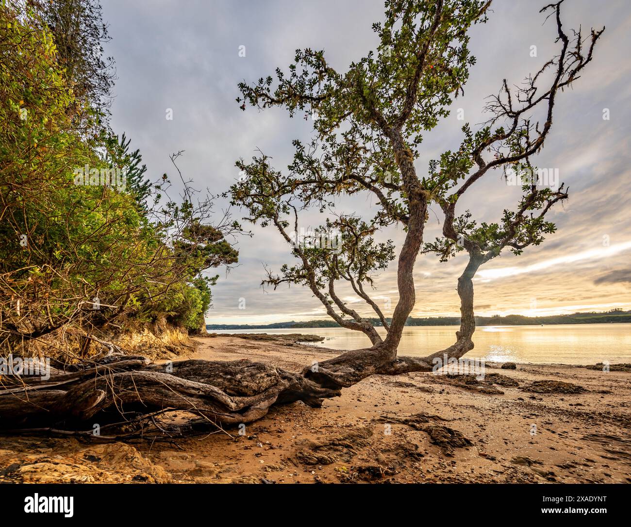 Ein Pōhutukawa-Baum (Metrosideros excelsa), der am Fuße einer Klippe wächst und über die Flut nahe Paihai in der Bay of Islands, Neuseeland, hinausragt Stockfoto