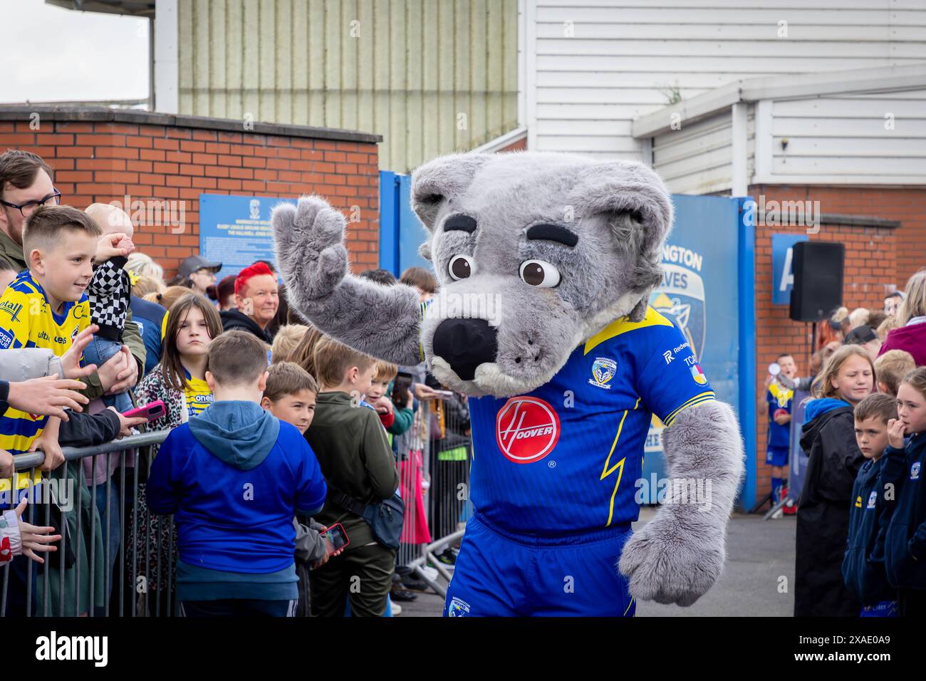 Warrington, Cheshire, Großbritannien. Juni 2024. Warrington Wolves verließ das Halliwell Jones Stadium am 6. Juni 2024 und zog in Richtung Wembley Stadium, um das Finale des Rugby Football League Challenge Cup gegen Wigan zu erreichen. Die Unterstützer waren da, um sie zu sehen und Unterschriften und Selfies mit den Spielern und Manager Sam Burgess zu erhalten. Wolfie The Mascot High Fives the Fans Credit: John Hopkins/Alamy Live News Stockfoto