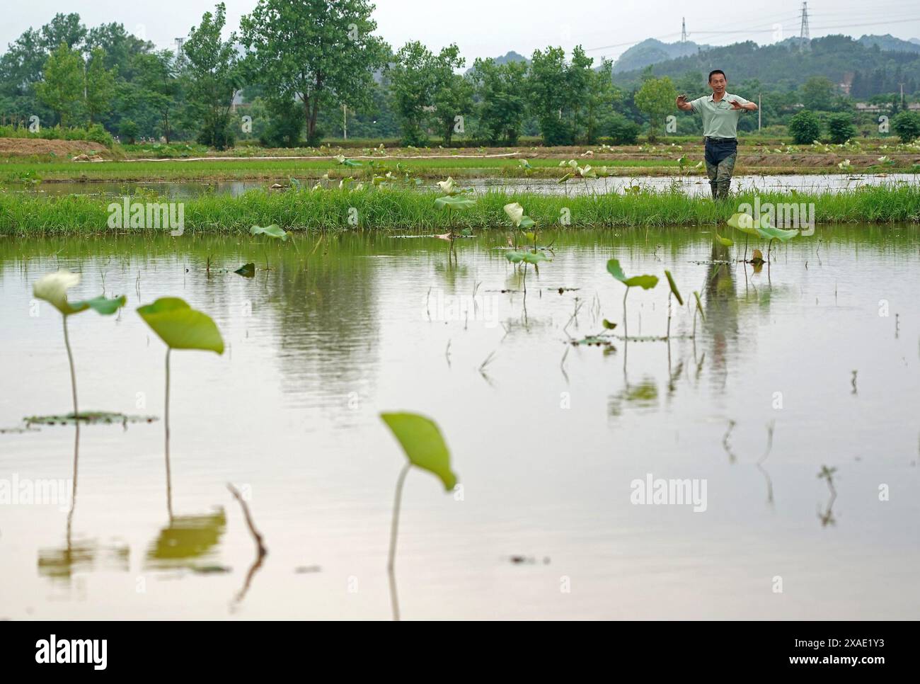 (240606) -- GUANGCHANG, 6. Juni 2024 (Xinhua) -- Li Anping praktiziert Mengxi-Oper an einem Teich im Dorf Ganzhu im Bezirk Guangchang, ostchinesische Provinz Jiangxi, 11. Mai 2024. Li Anping, 56 Jahre alt, ist ein Bauer in Ganzhu im Bezirk Guangchang in der ostchinesischen Provinz Jiangxi, und sein Vater ist Amateurschauspieler einer lokalen Operntruppe von Mengxi. Als er jung war, sah Li gewöhnlich das Stück seines Vaters. Er war von den Geschichten der Charaktere tief bewegt und von der Philosophie des Lebens angezogen, die in der Oper vermittelt wurde. Nach dem Abschluss der High School schloss er sich einer Truppe im County an und studierte O Stockfoto