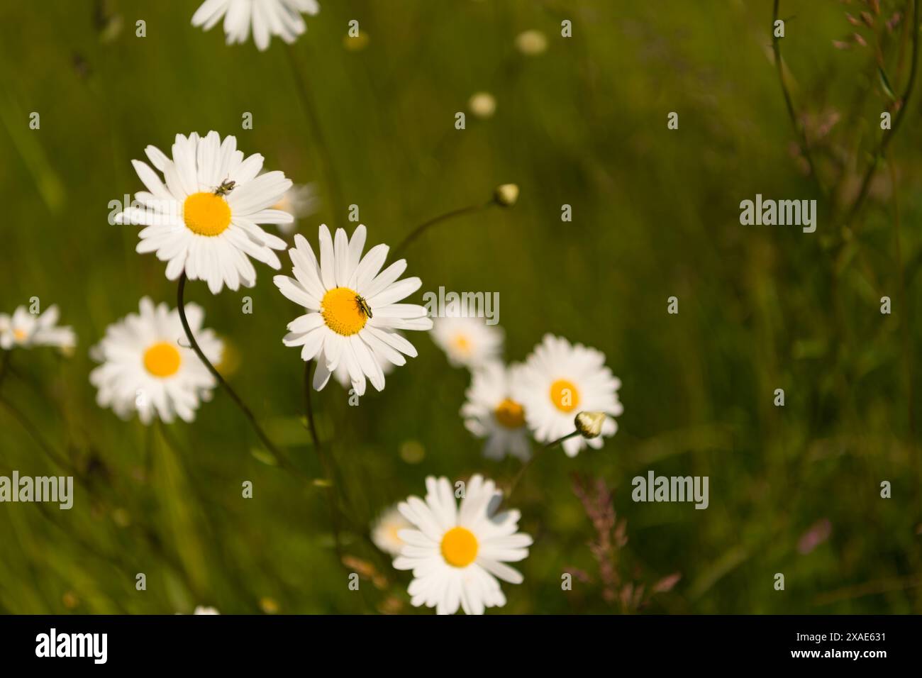 Ein dickbeiniger Blumenkäfer sammelt Pollen auf einem Ochsenauge Gänseblümchen in der Morgensonne Stockfoto