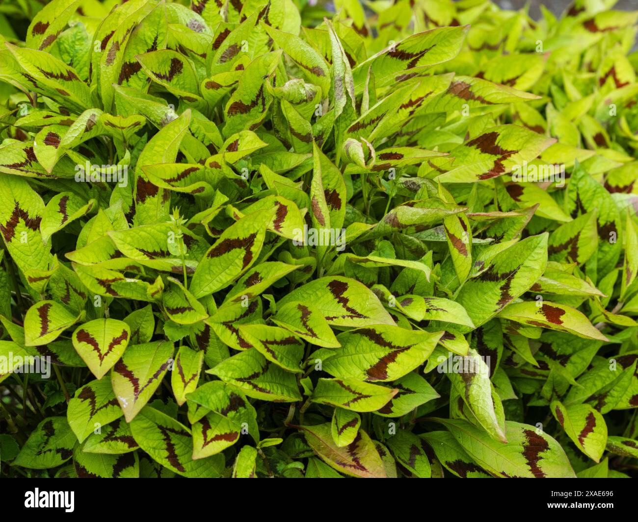 V-förmige Chevrons auf dem Laub der widerstandsfähigen mehrjährigen Persicaria virginiana var. Filiformis „Lance Corporal“ Stockfoto