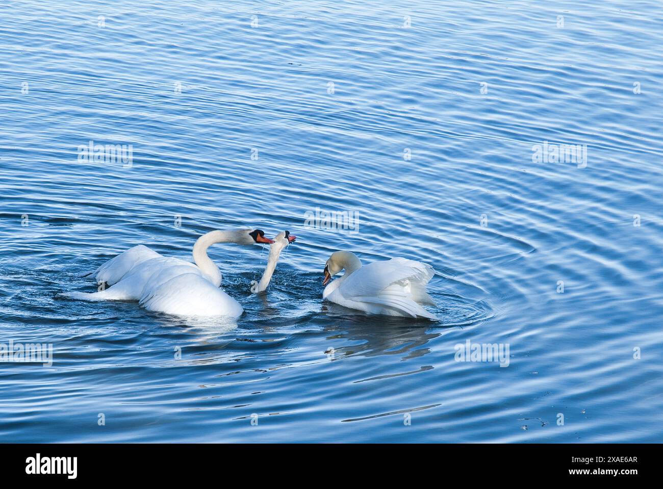 Zwei Schwäne schwimmen in einem Gewässer. Einer der Schwäne isst etwas Stockfoto