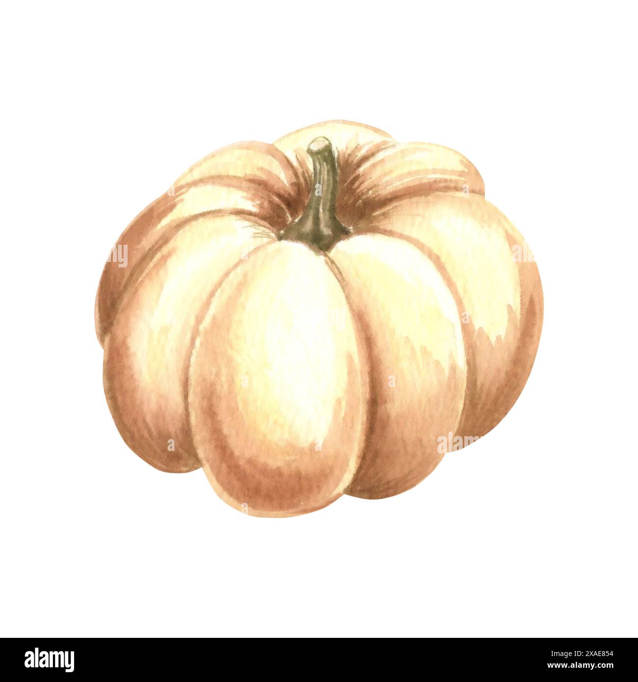 Kürbis weiß, ganz reif. Handgezeichnetes Aquarell botanische Illustration, isoliert. Thanksgiving traditionelles Herbstgemüse. Vorlage für Einladung, Stockfoto