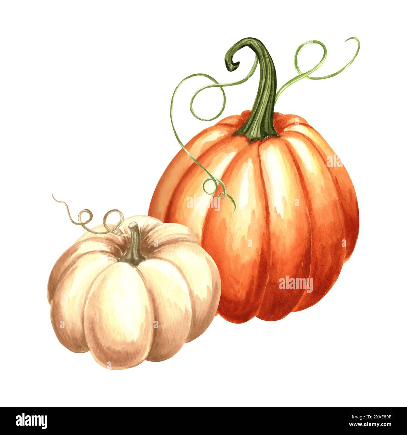 Kürbis orange und weiß ganz. Handgezeichnetes Aquarell botanische Illustration, isoliert. Thanksgiving traditionelles Herbstgemüse. Vorlage für Invita Stockfoto