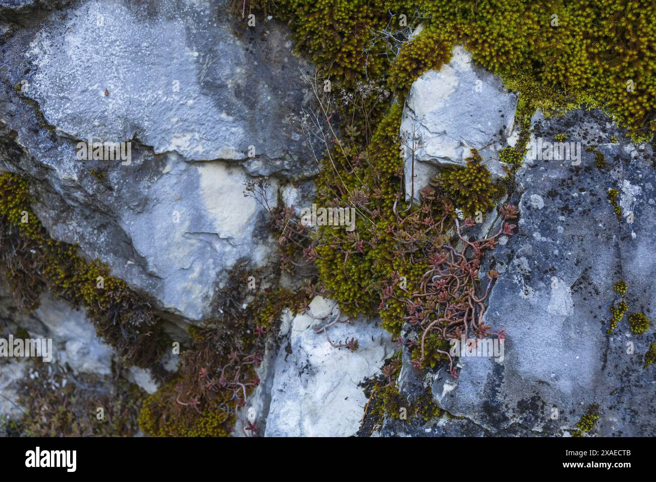 Fotografie einer grauen Granitwand mit grünem Moos, winzigen Sukkulenten und Pflanzen, Natursteintextur Hintergrund Stockfoto