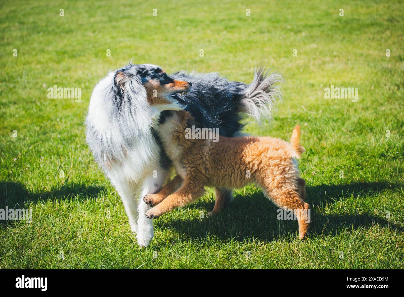 Australischer Schäferhund und Deutscher Schäferhund (Westerwälder Kuhhhund) spielen Stockfoto