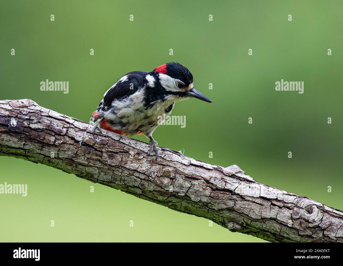 Eine Nahaufnahme eines Großspechtes (Dendrocopos Major) auf einem Zweig, der sein wunderbares rot-schwarz-weißes Gefieder zeigt. Kent, Großbritannien Stockfoto