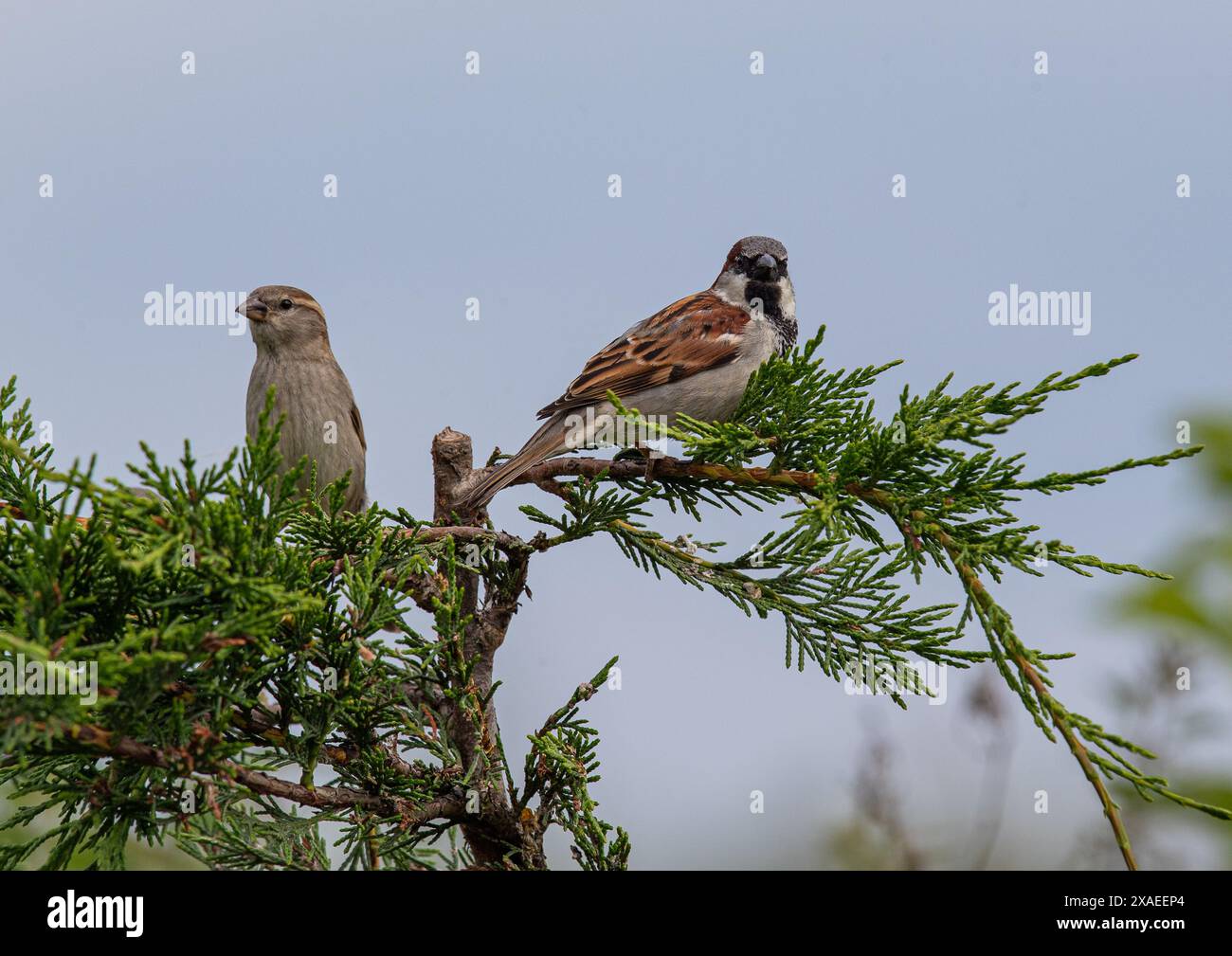 Ein Paar von Haussperlingen (Passer domesticus), männlich und weiblich, die in einigen Leylandii-Bäumen sitzen. Kent, Großbritannien Stockfoto