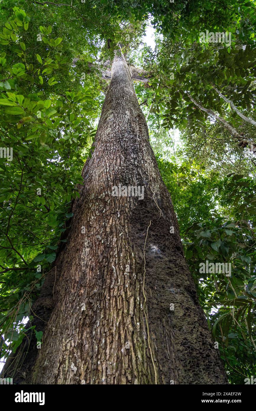 Ein riesiger Castanheira-Baum, Bertholletia excelsa, im majestätischen Amazonas-Regenwald an einem sonnigen Sommertag. Konzept der Erhaltung, Umwelt, Ökologie Stockfoto
