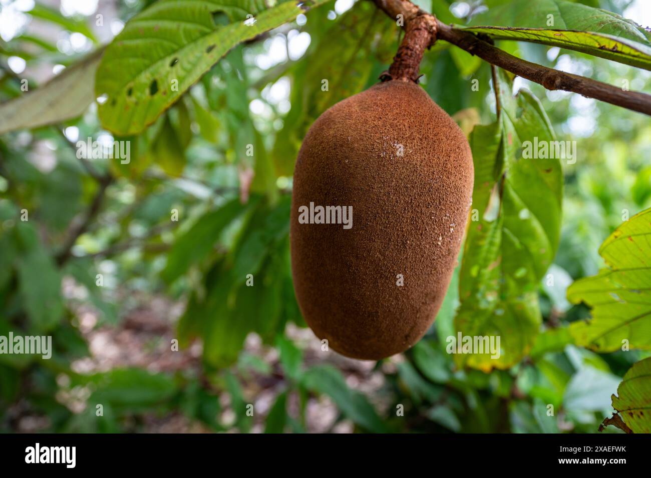 Cupuacu-Frucht, Theobroma grandiflorum, auf einem Baum im majestätischen Amazonas-Regenwald an einem sonnigen Sommertag. Konzept der Erhaltung, Umwelt, Ökologie Stockfoto