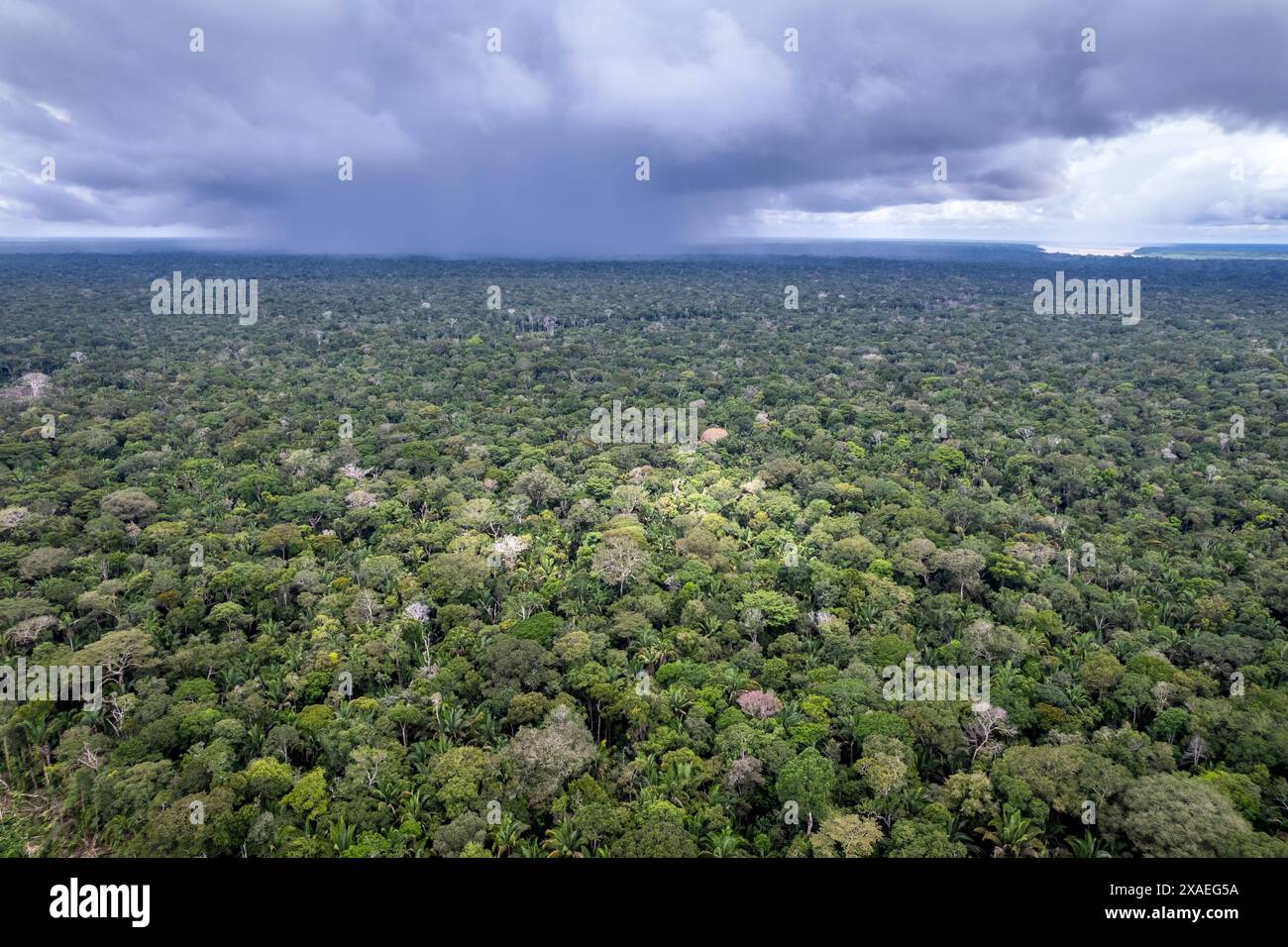 Das Phänomen der fliegenden Flüsse von Regen und Waldbäumen aus der Vogelperspektive in Amazonas Regenwald wunderschöne Landschaft. Erhaltung, Umwelt, Ökologie, Natur Stockfoto