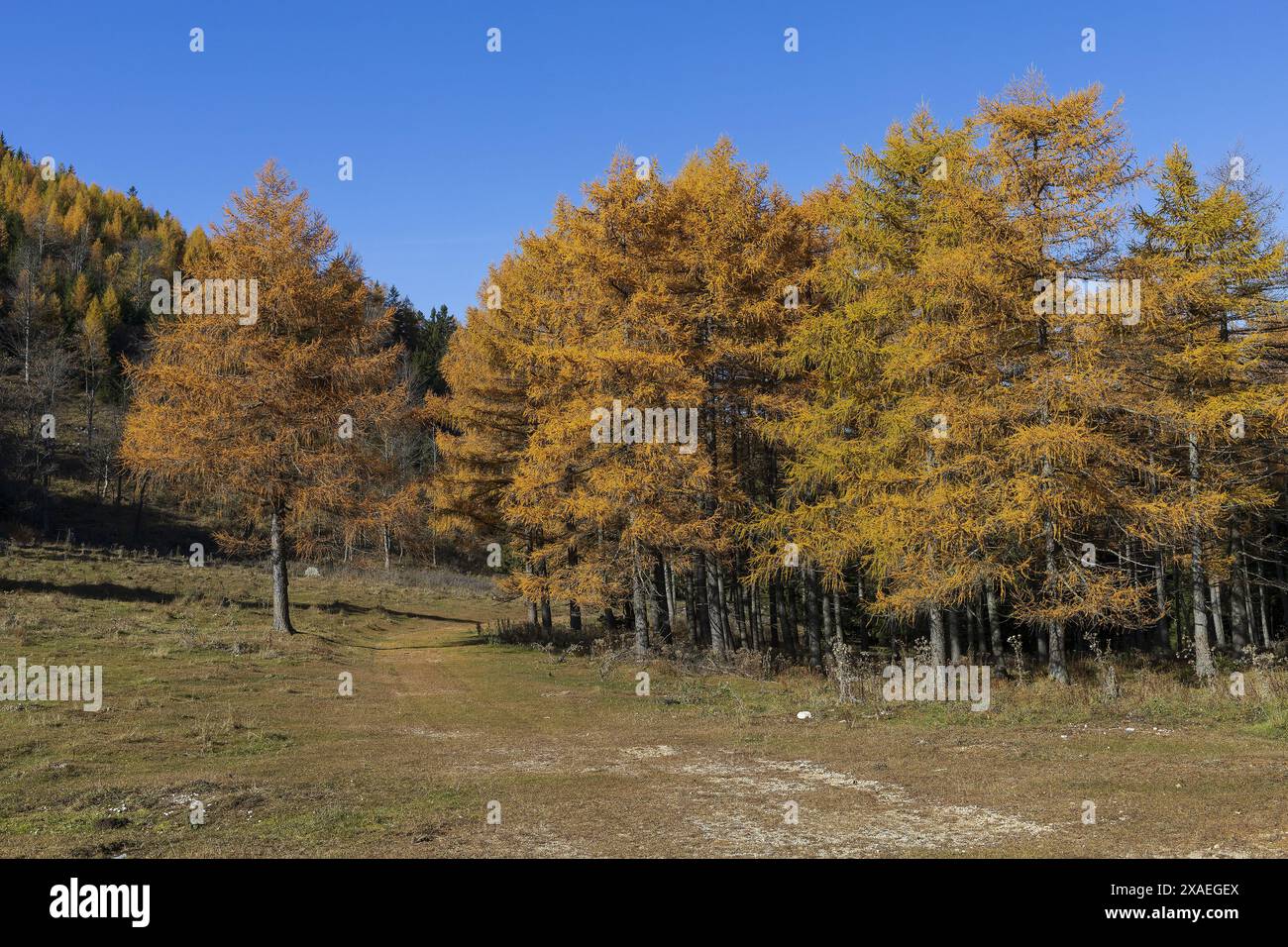 Nahaufnahme einer Gruppe gelber Lärchen in Alpenbergen am sonnigen Herbsttag Stockfoto
