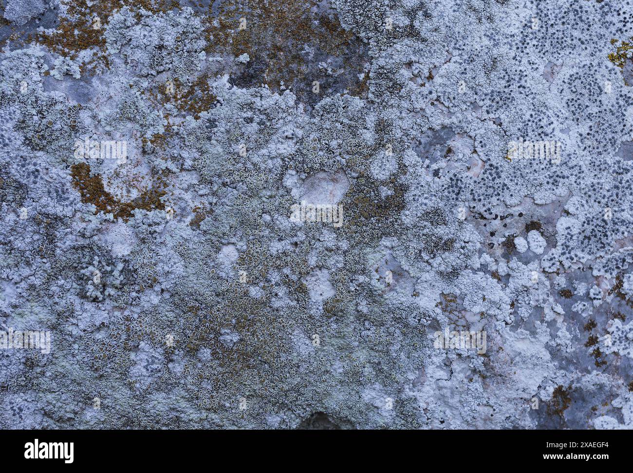 Nahaufnahme von grauem Granitstein bedeckt mit Flechten und Moos, Hintergrund mit Naturbeschaffenheit Stockfoto