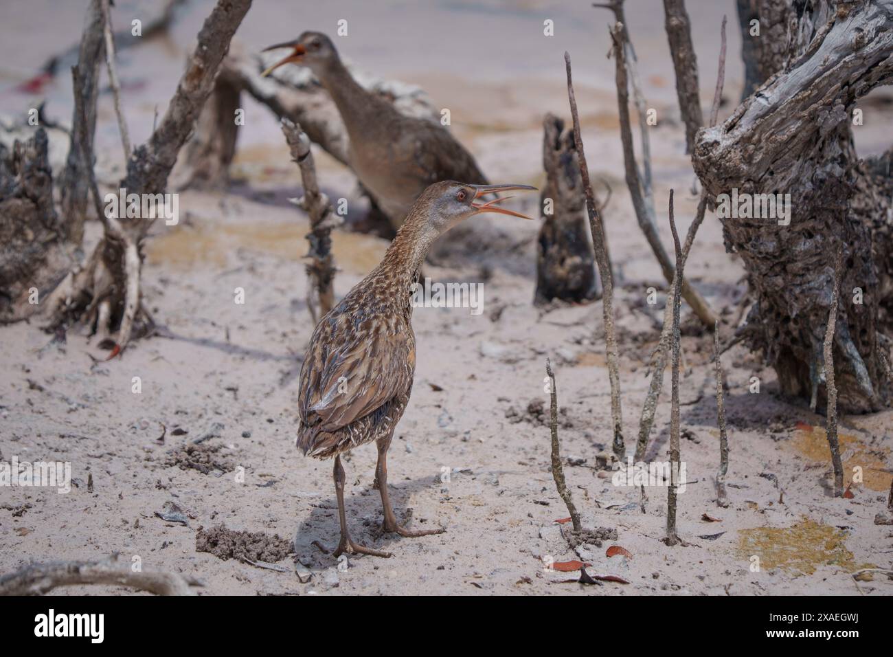 Klapper Rail in der Mangrove Stockfoto