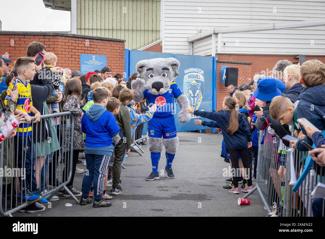 Warrington, Cheshire, Großbritannien. Juni 2024. Warrington Wolves verließ das Halliwell Jones Stadium am 6. Juni 2024 und zog in Richtung Wembley Stadium, um das Finale des Rugby Football League Challenge Cup gegen Wigan zu erreichen. Die Unterstützer waren da, um sie abzuhauen. Wolfie, das Maskottchen, begrüßte die Unterstützer Credit: John Hopkins/Alamy Live News Stockfoto
