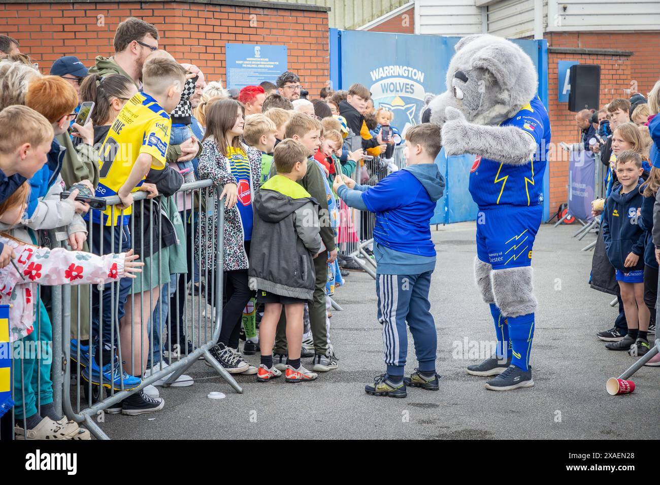 Warrington, Cheshire, Großbritannien. Juni 2024. Warrington Wolves verließ das Halliwell Jones Stadium am 6. Juni 2024 und zog in Richtung Wembley Stadium, um das Finale des Rugby Football League Challenge Cup gegen Wigan zu erreichen. Die Unterstützer waren da, um sie abzuhauen. Wolfie, das Maskottchen, begrüßte die Unterstützer Credit: John Hopkins/Alamy Live News Stockfoto