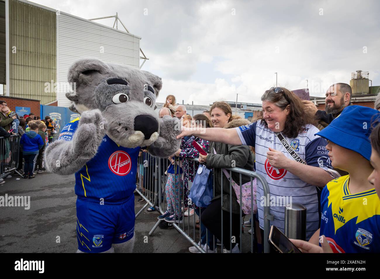 Warrington, Cheshire, Großbritannien. Juni 2024. Warrington Wolves verließ das Halliwell Jones Stadium am 6. Juni 2024 und zog in Richtung Wembley Stadium, um das Finale des Rugby Football League Challenge Cup gegen Wigan zu erreichen. Die Unterstützer waren da, um sie abzuhauen. Wolfie, das Maskottchen, begrüßte die Unterstützer Credit: John Hopkins/Alamy Live News Stockfoto