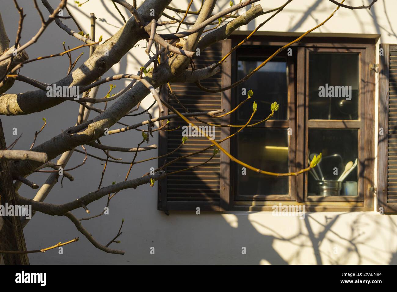 Fotografie eines Frühlingsfeigenbaums vor einem hölzernen Küchenfenster mit offenen Fensterläden Stockfoto