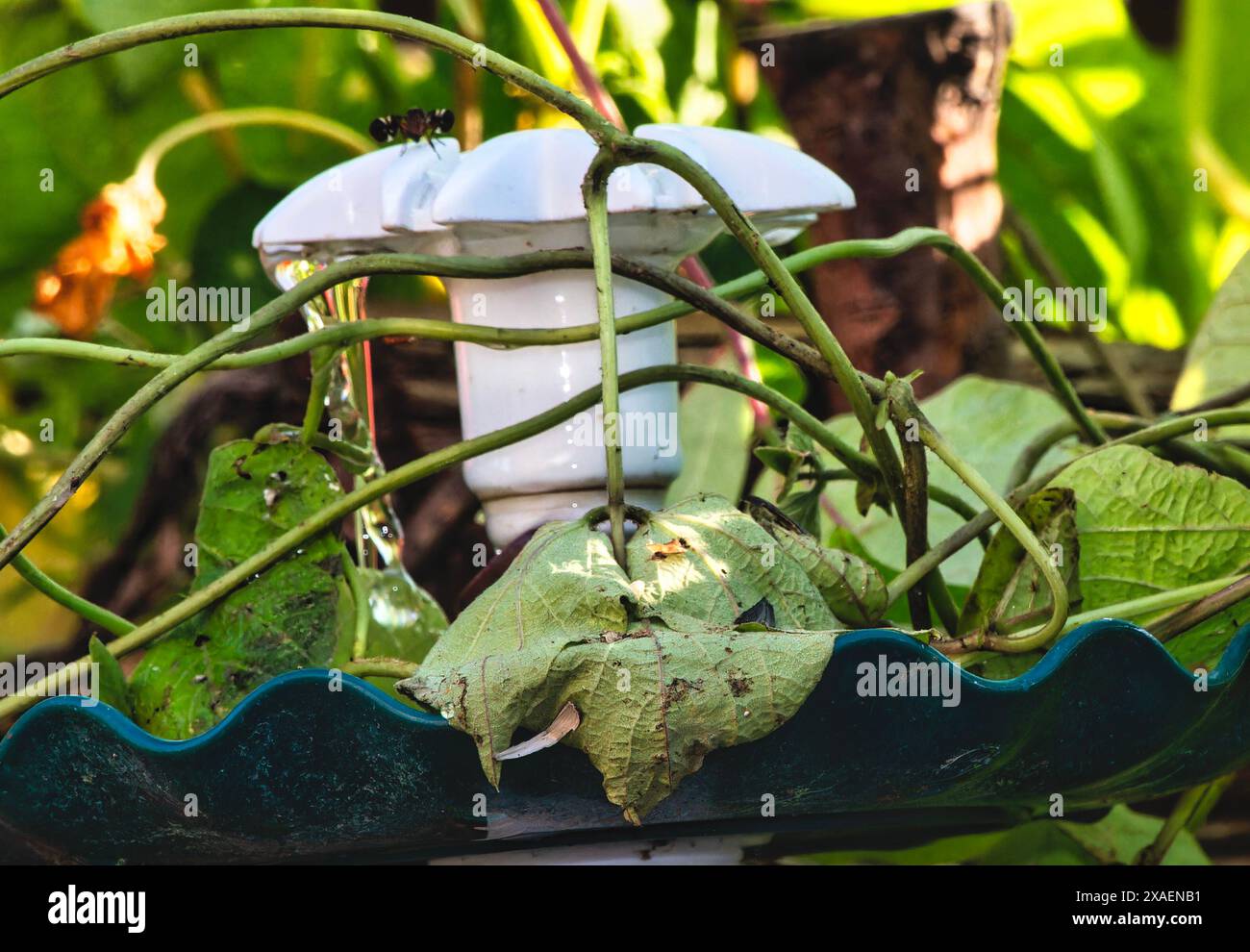 Eine Mischung aus nachlaufenden Rebstöcken auf dem Deck Stockfoto