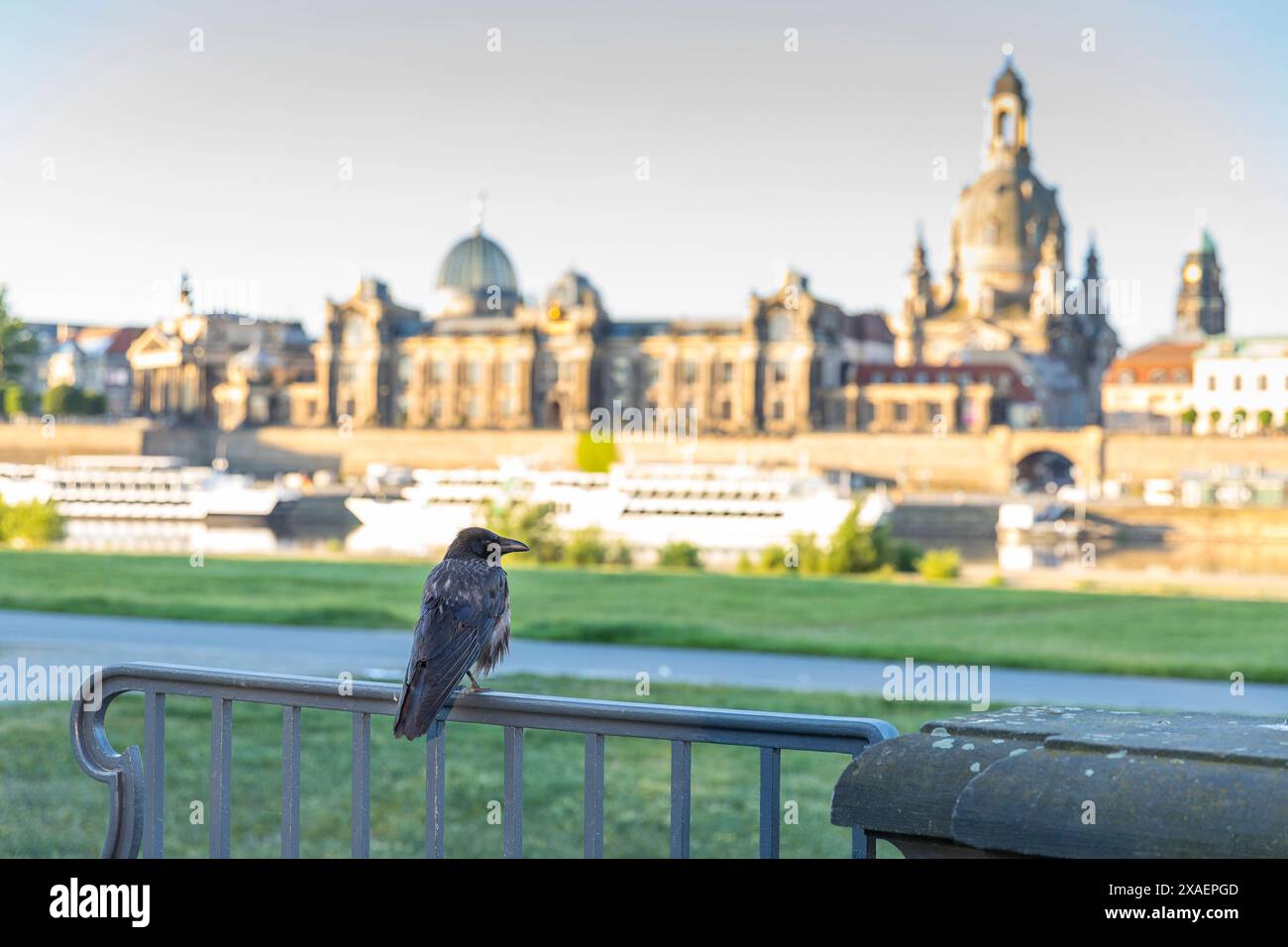 Kolkrabe Corvus corax auf einem Geländer, im Hintergrund die Stadtansicht von Dresden, Sachsen, Deutschland *** Raven Corvus corax auf einem Geländer, in Th Stockfoto