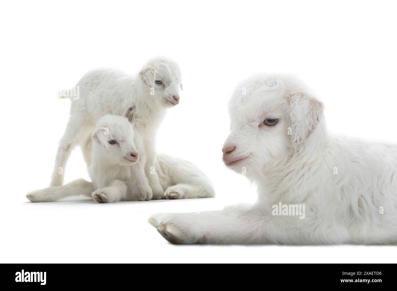 Ziegenkind isoliert auf weiß Stockfoto