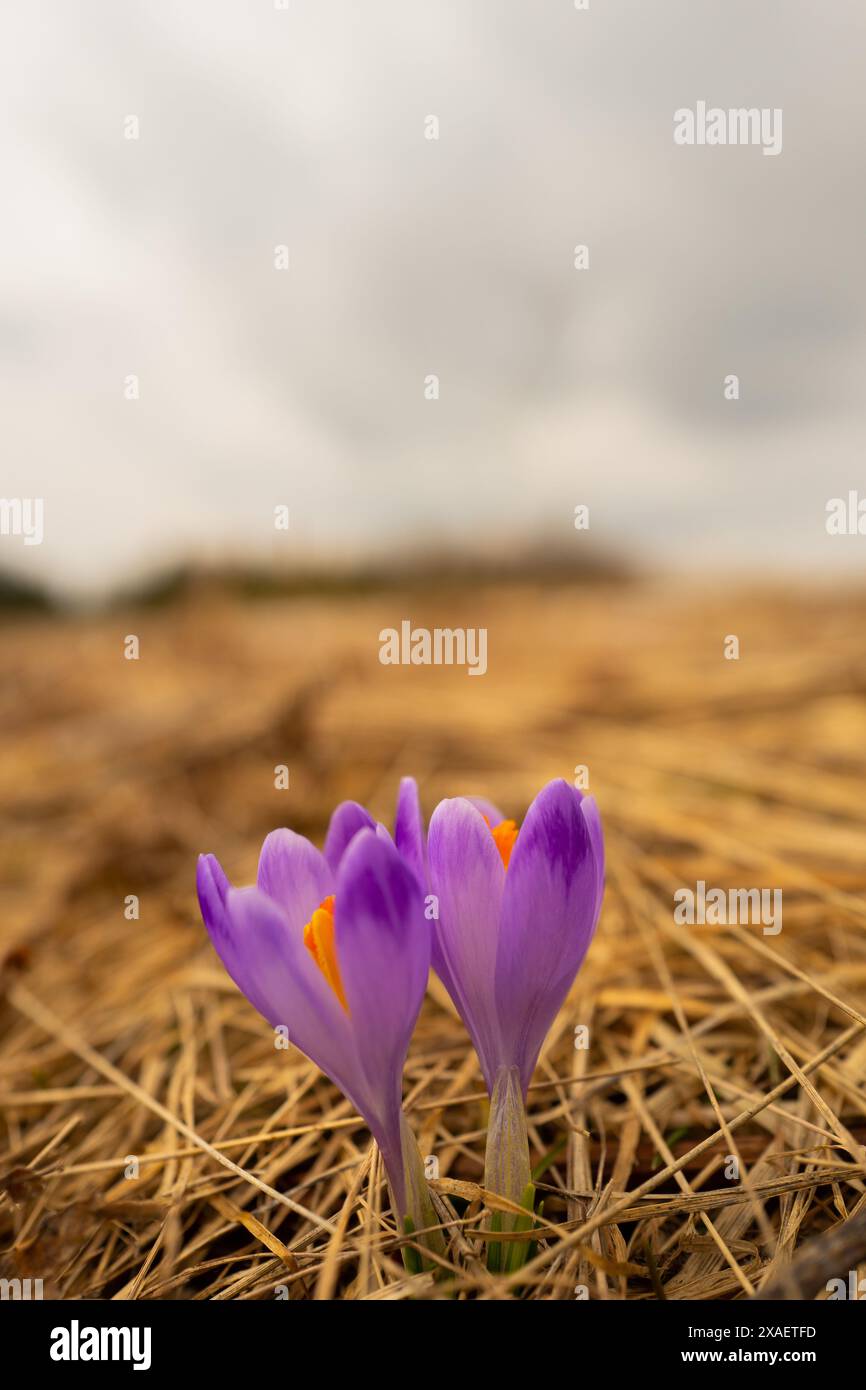 Safranblüten vor dem Hintergrund einer Frühlingslandschaft Stockfoto