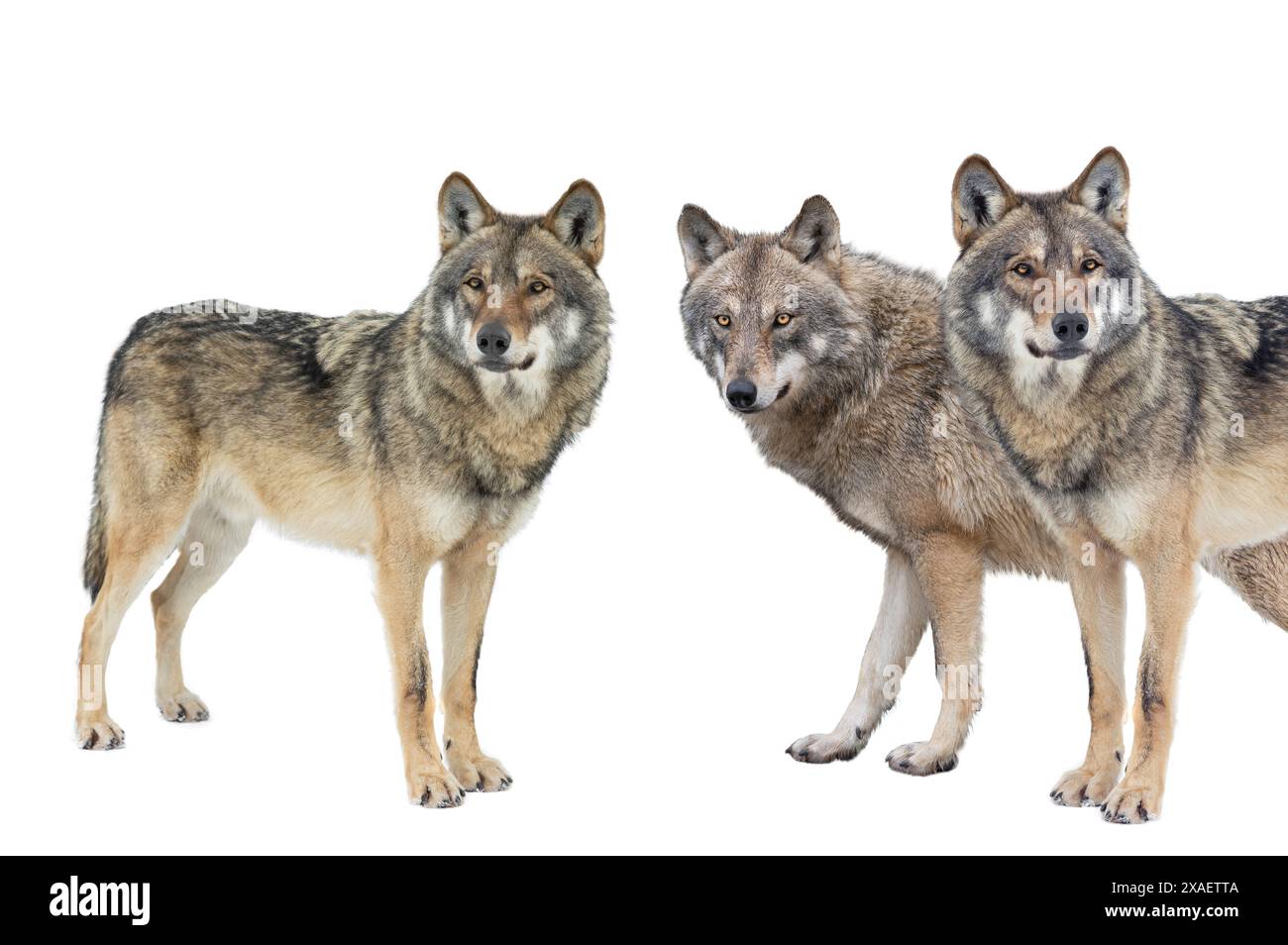 wolfs isoliert auf weißem Hintergrund Stockfoto