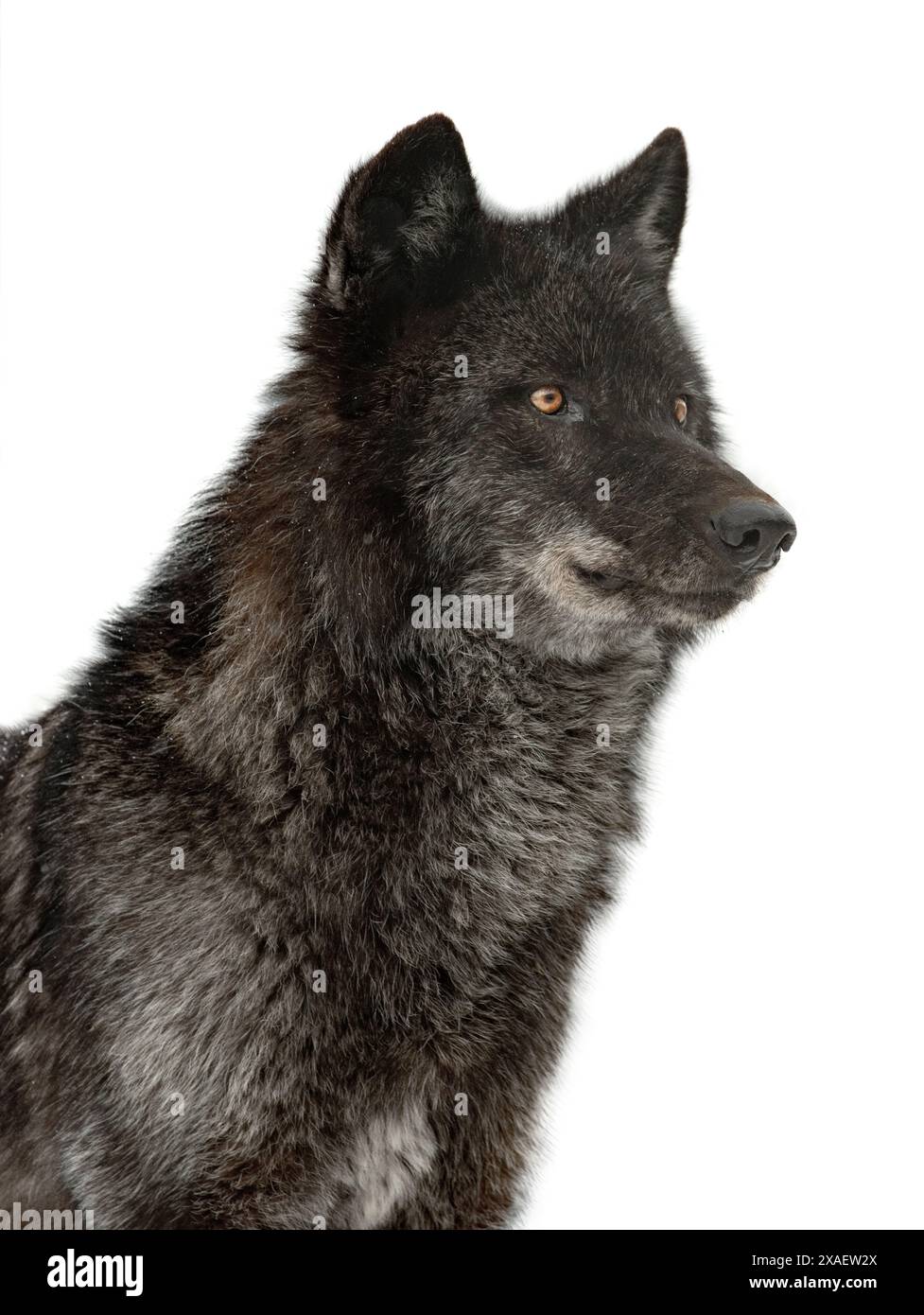 kanadischer schwarzer Wolf isoliert auf weißem Hintergrund Stockfoto