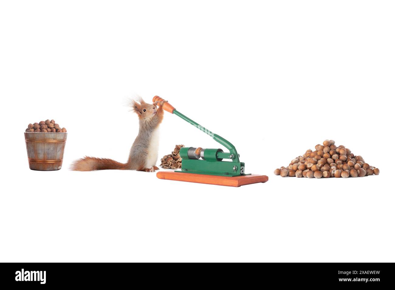 Eichhörnchen bereitet Nüsse für den Winter vor, isoliert auf weißem Hintergrund Stockfoto