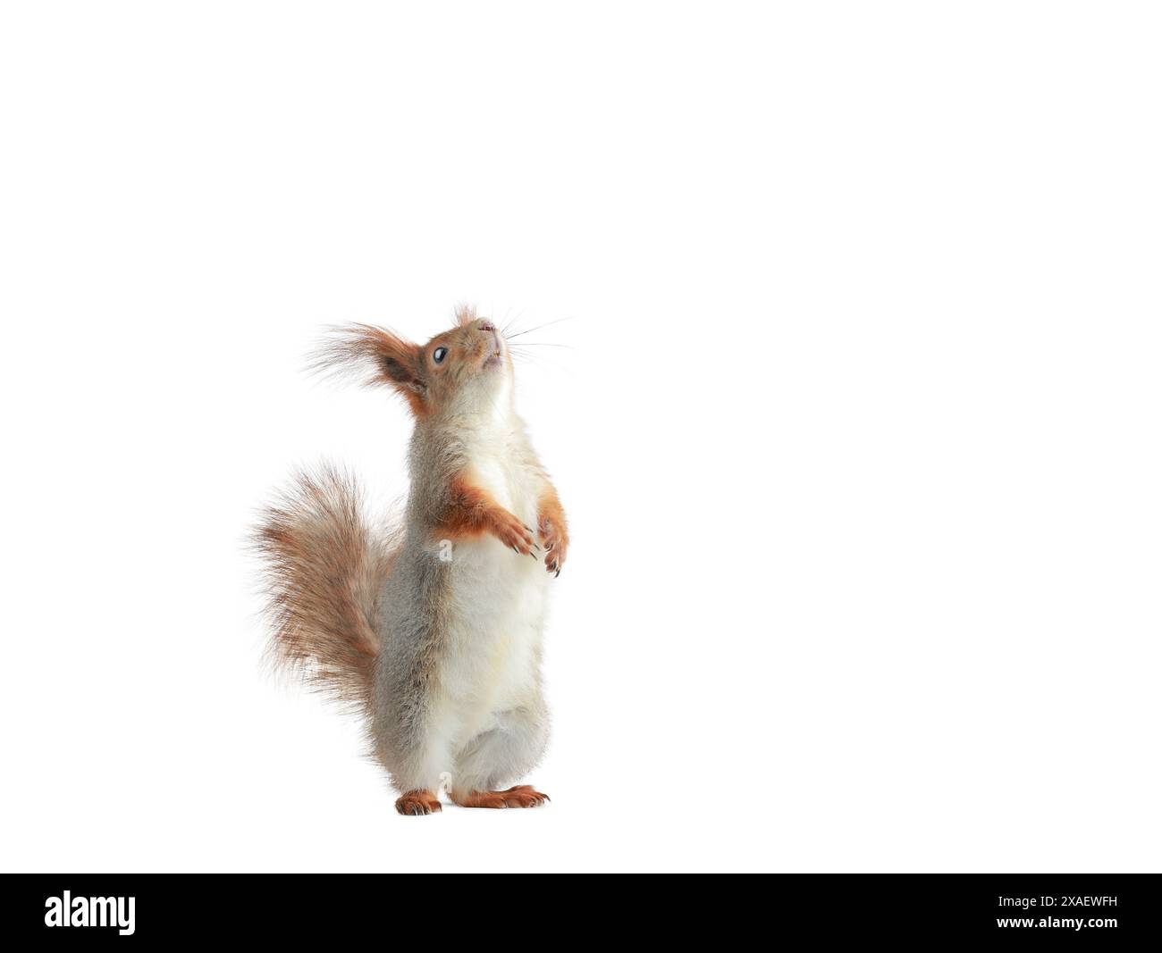 Eichhörnchen steht auf seinen Hinterbeinen und schaut isoliert auf einem weißen Hintergrund nach oben Stockfoto