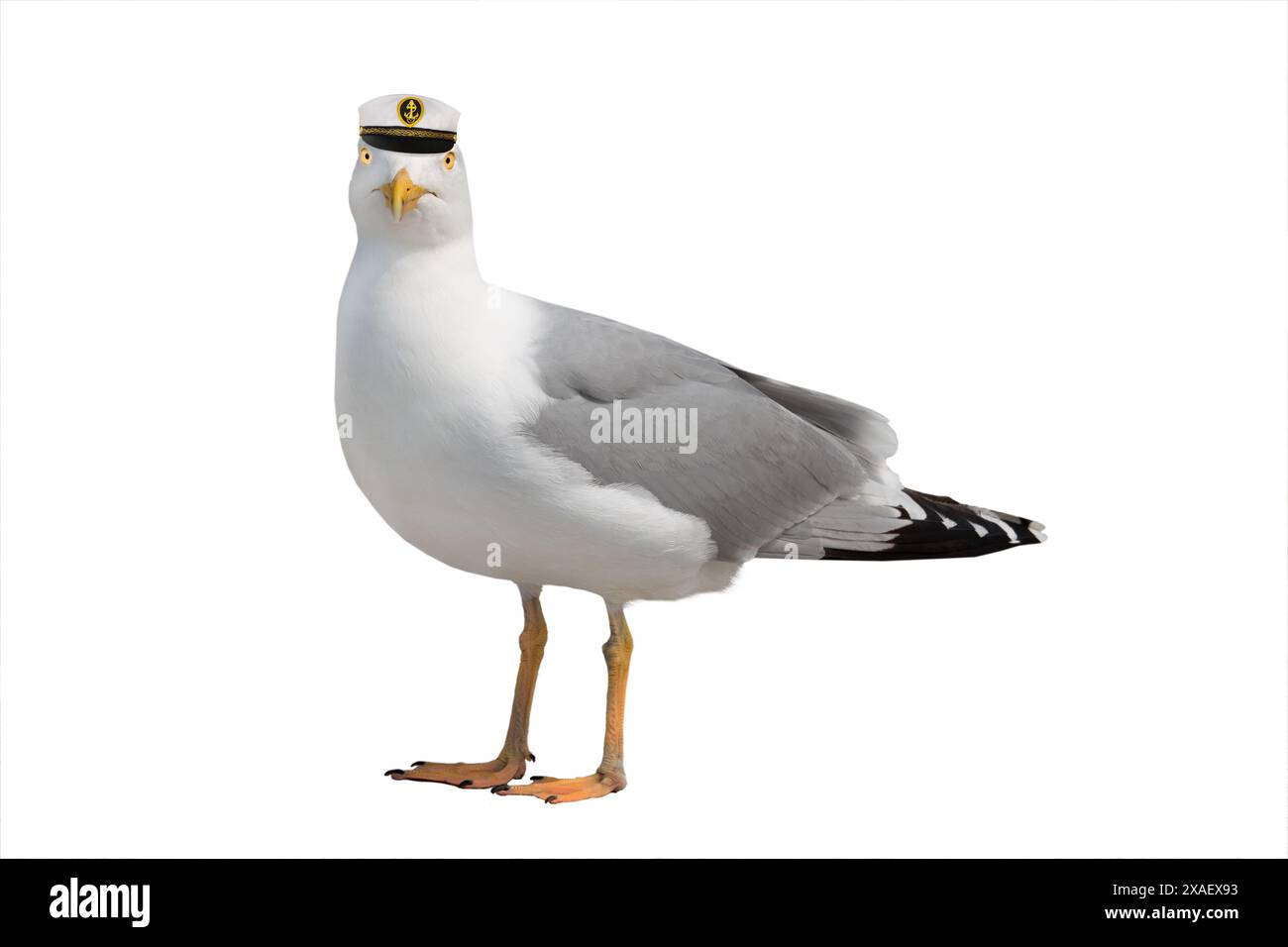 Möwe in der Meereskappe isoliert auf weißem Hintergrund Stockfoto