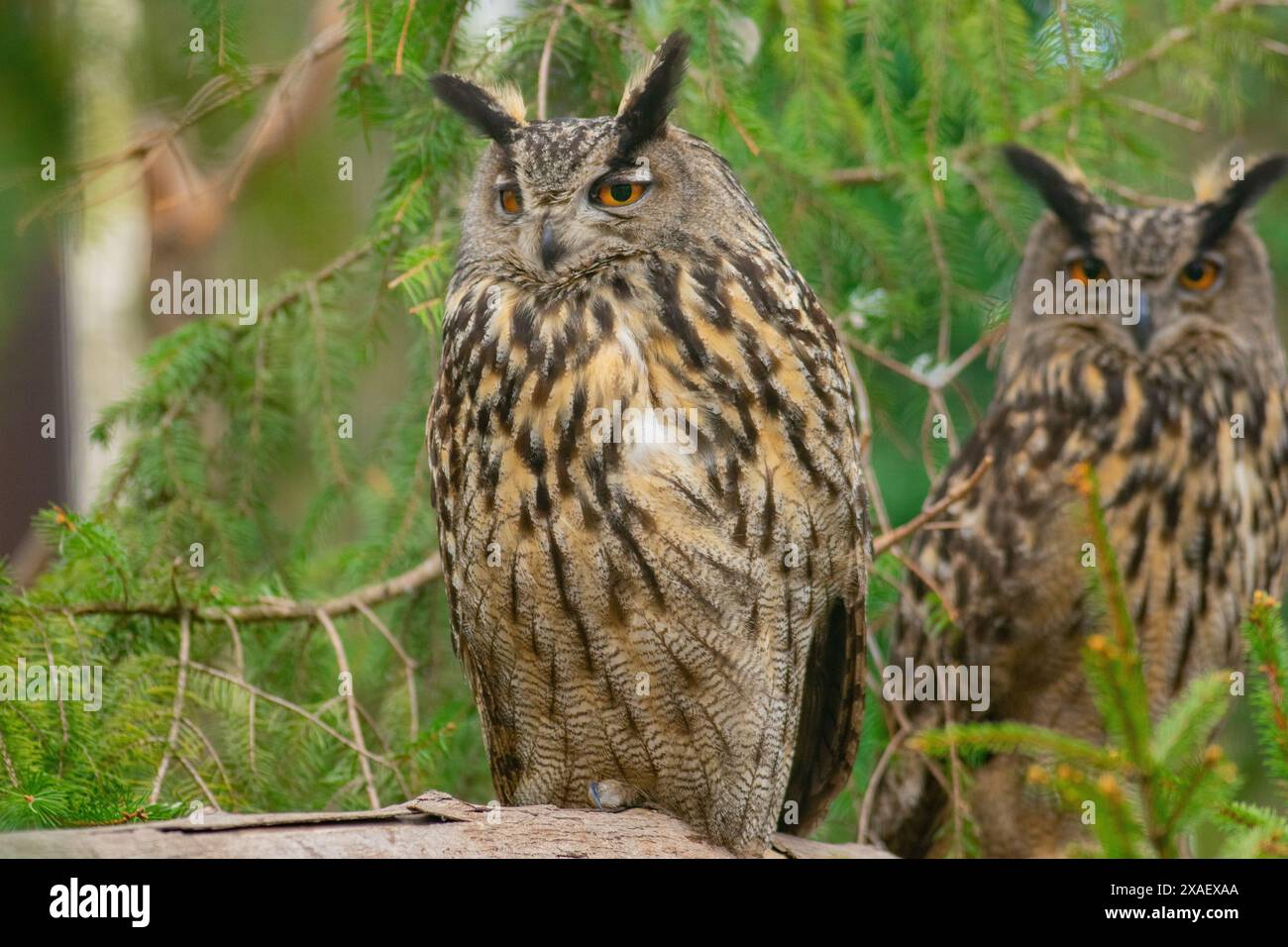 Zwei langohrige Eulen (asio otus) sitzen auf einem Fichtenzweig im Wald Stockfoto