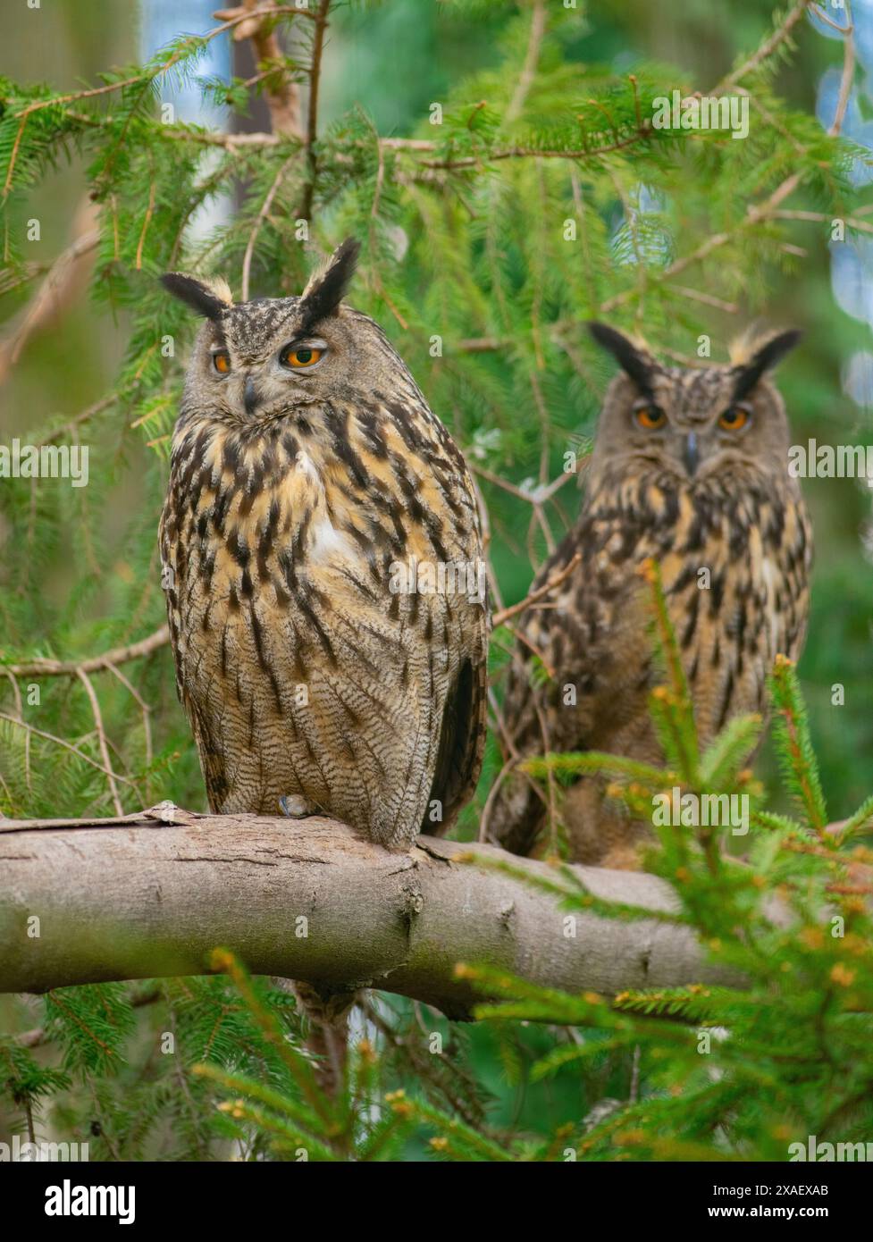 Zwei langohrige Eulen (asio otus) sitzen auf einem Fichtenzweig im Wald Stockfoto