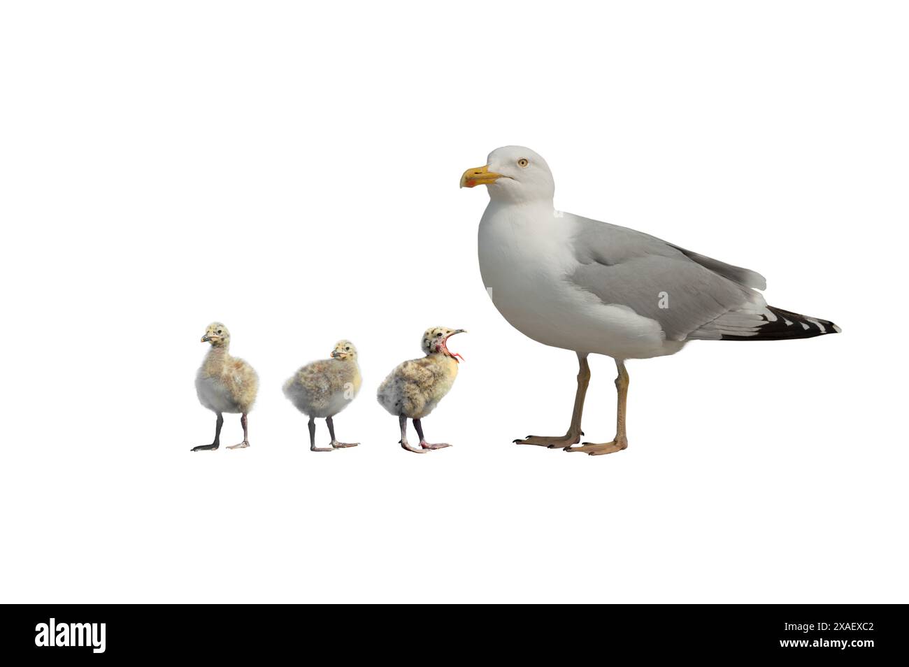 Heringsmöwe (Larus argentatus) mit Küken isoliert auf weißem Hintergrund Stockfoto