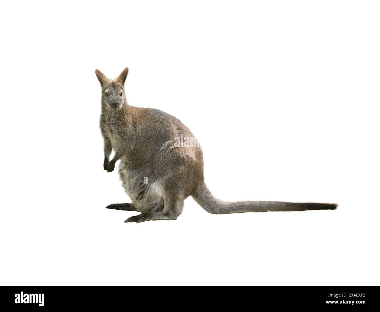 Klokani (Macropodidae) isoliert auf weißem Hintergrund Stockfoto