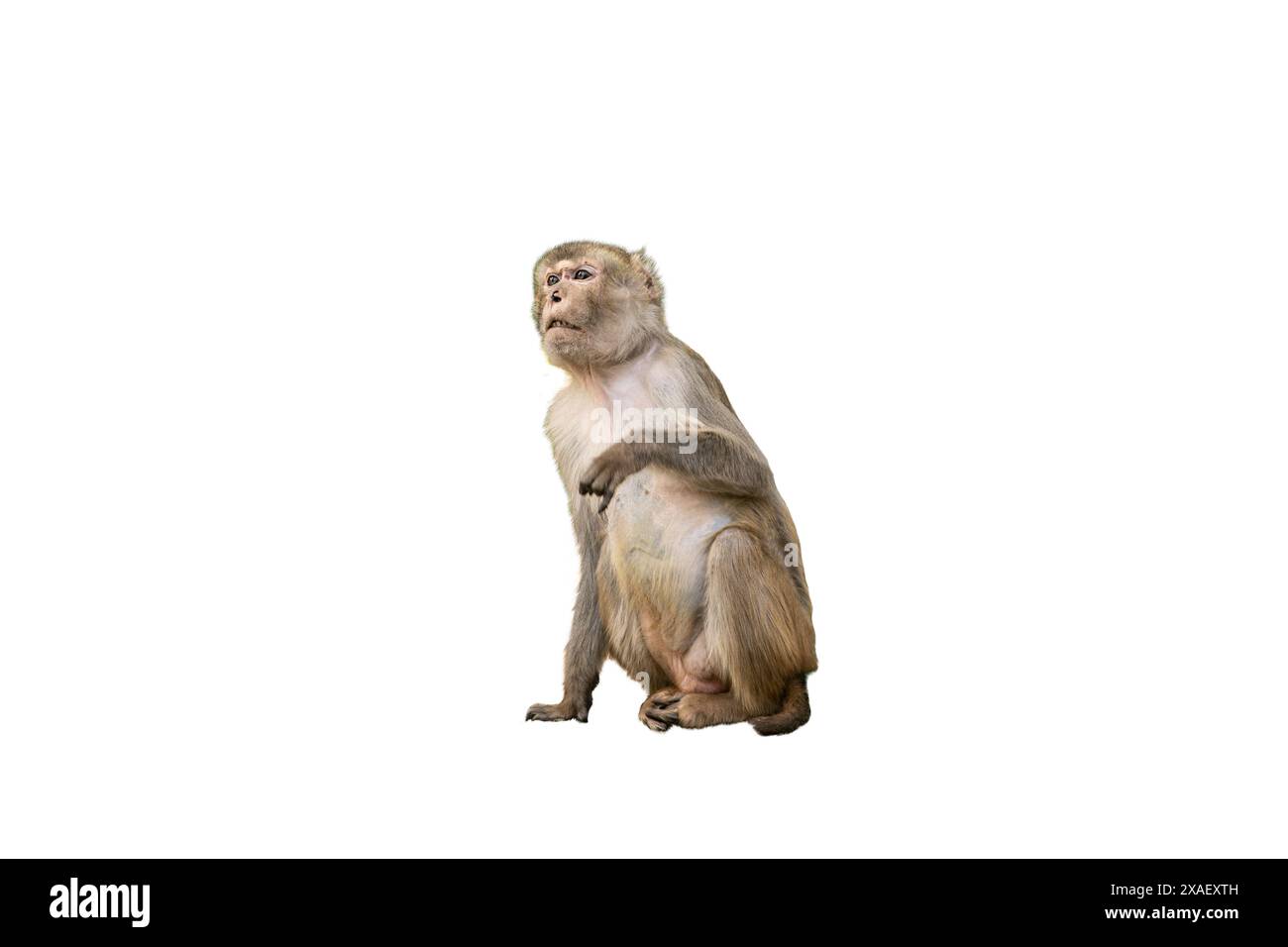 Kleiner Affe isoliert auf weißem Hintergrund Stockfoto Kleiner Affe isoliert auf weißem Hintergrund Stockfoto