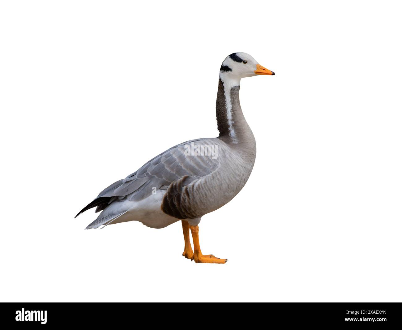 Gans (Stangenkopf) isoliert auf weißem Hintergrund Stockfoto