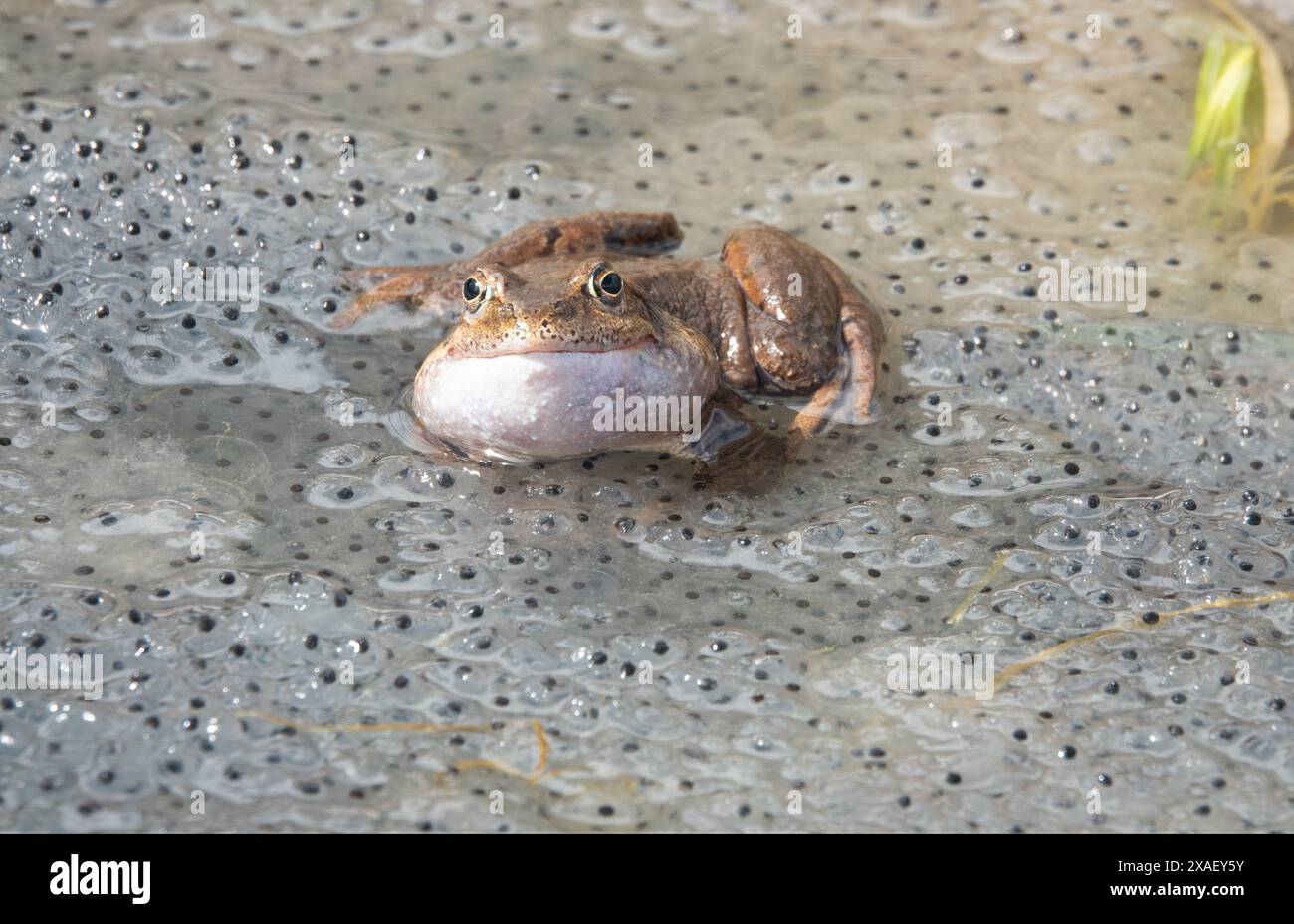 Frosch sitzt im Wasser vor dem Hintergrund von Kaviar. dolina Koscieliska Tatrzanski Park. Polen. Stockfoto