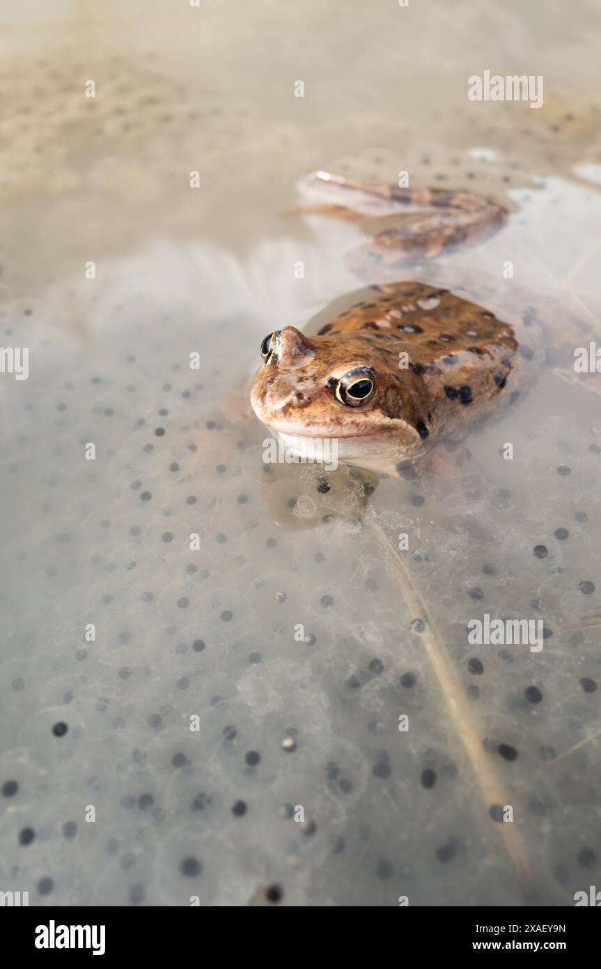 Frosch sitzt im Wasser vor dem Hintergrund von Kaviar. dolina Koscieliska Tatrzanski Park. Polen. Stockfoto