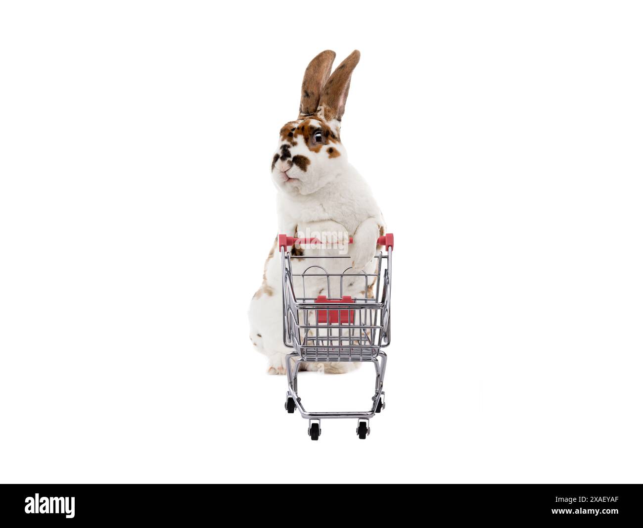 Kaninchen steht mit Supermarktkorb isoliert auf weißem Hintergrund Stockfoto