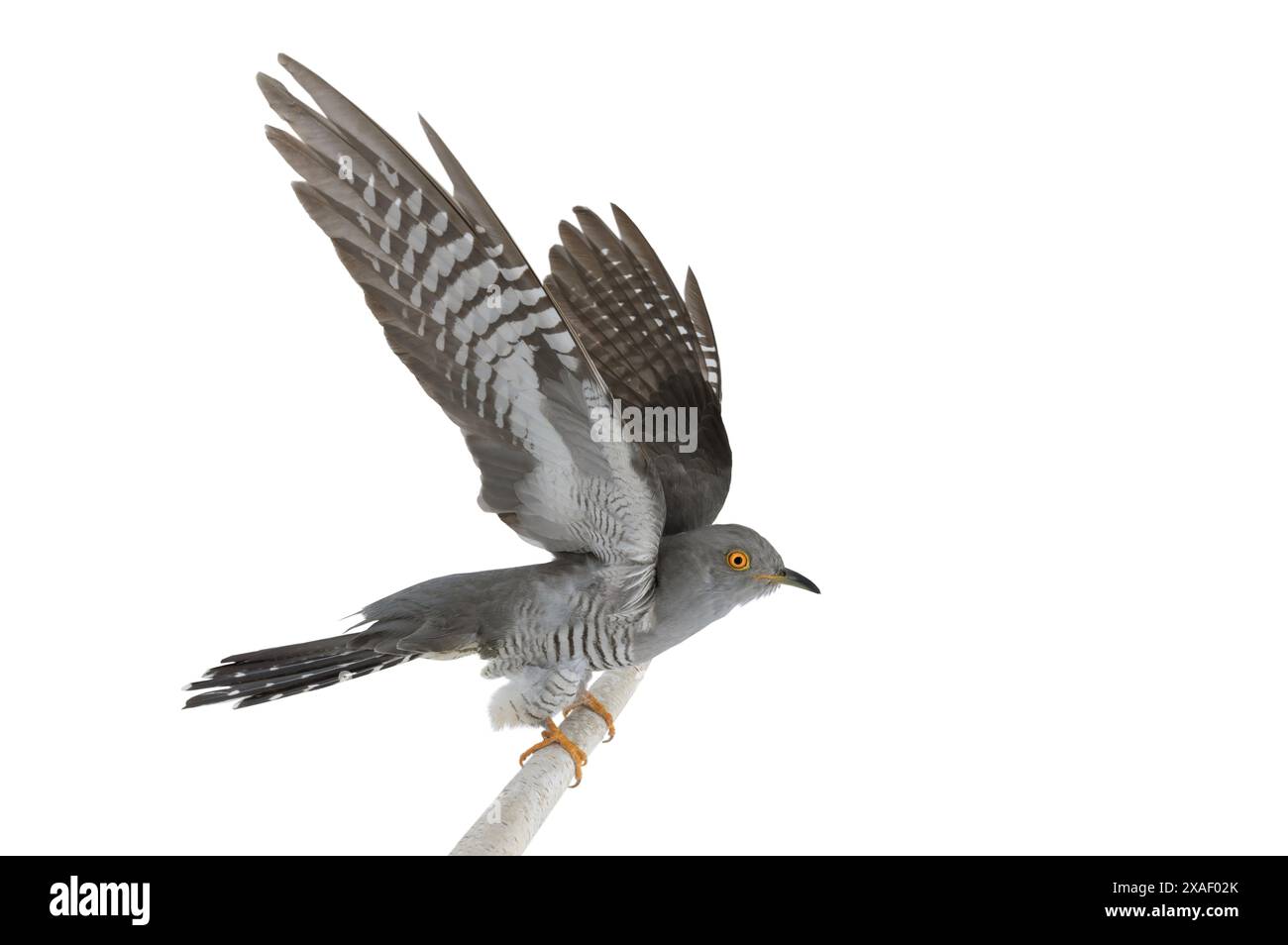 Kuckuckshaken ihre Flügel isoliert auf weißem Hintergrund Stockfoto
